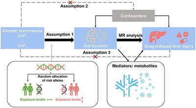 Gut microbiota causally affects drug-induced liver injury via plasma metabolites: a Mendelian randomization study